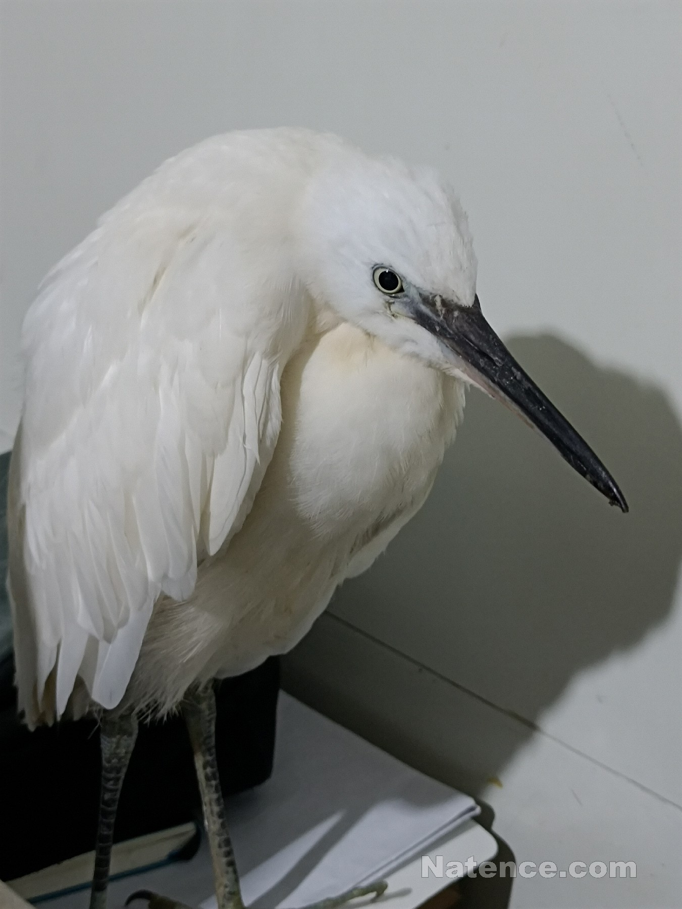 保護(hù)野生動物，共創(chuàng)美好環(huán)境(圖3)